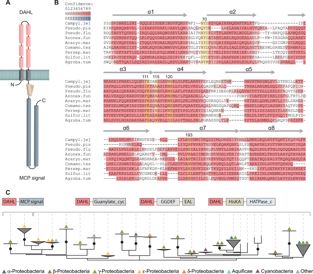 ScienceMagazine's tweet photo. In this year’s first issue of @SciSignal, researchers characterize an unusual receptor with diverse binding capabilities that allows a species of bacteria to adapt to and colonize their hosts. #HostMicrobeInteractions https://t.co/EaaP3YRIJN https://t.co/DvxAj89UrA