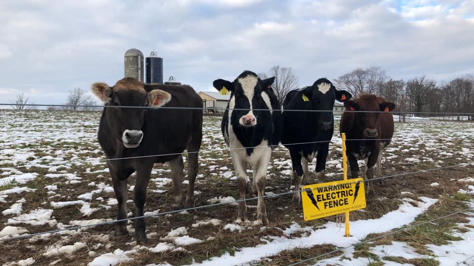 DelVal's tweet photo. Of course campus beauty includes our animals! Elizabeth Cunningham shared this photo during our 12 days of winter beauty series. Do you have any animal images that signify DelVal beauty? What about our beautiful flowers and trees? Share them with us! #ourDelVal https://t.co/VQtOQMQiXl