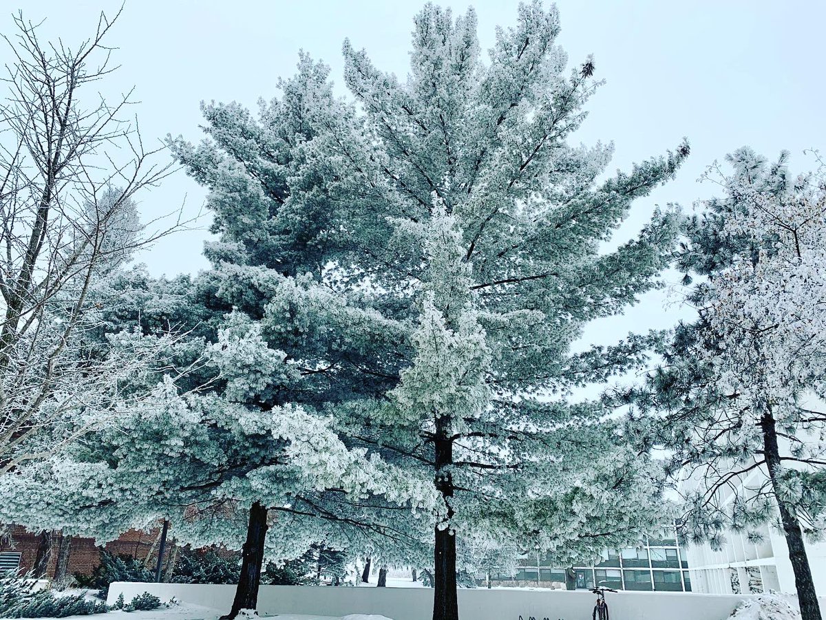 SJUAlumni's tweet photo. ❄️Foggy, frosty Collegeville morning❄️ https://t.co/SAGQ361pqX