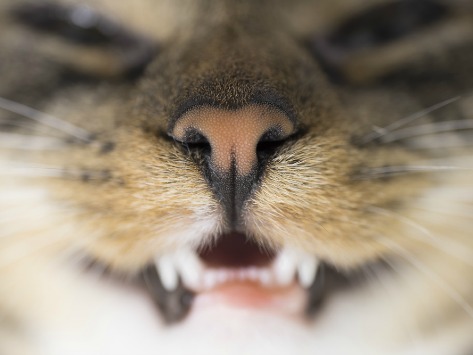 VDFINFO's tweet photo. The University of Edinburgh Royal (Dick) School of Veterinary Studies researched tooth resorption in cats and found that by blocking the action of the matrix metalloproteinase 9 gene, prevents the cell processes that lead to the disease. More info here: https://t.co/qGFbht0Ax8 https://t.co/KmoIP6tqhe
