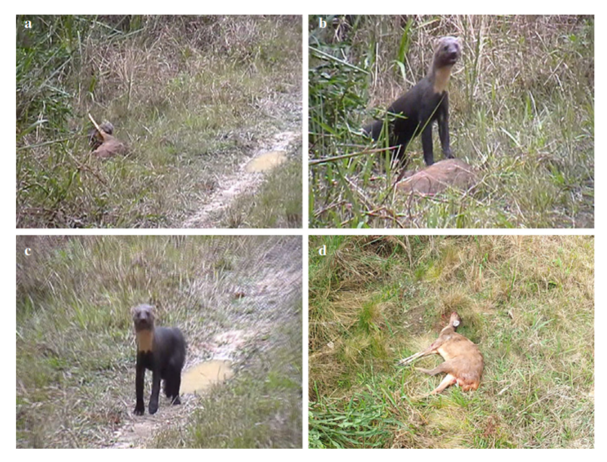 Martes Working Group tweet media