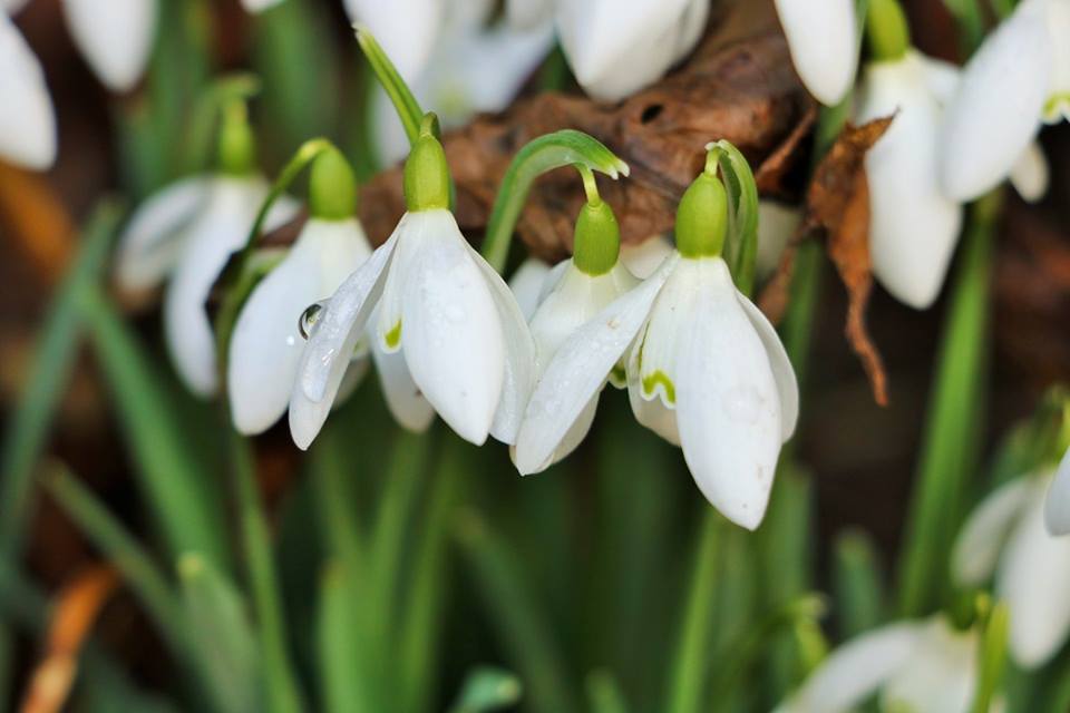 hevercastle's tweet photo. Dew soaked snowdrops - one of winter's prettiest displays 💚 #HeverCastle #Galanthus #Snowdrop @GdnMediaGuild https://t.co/rjvSENdisS
