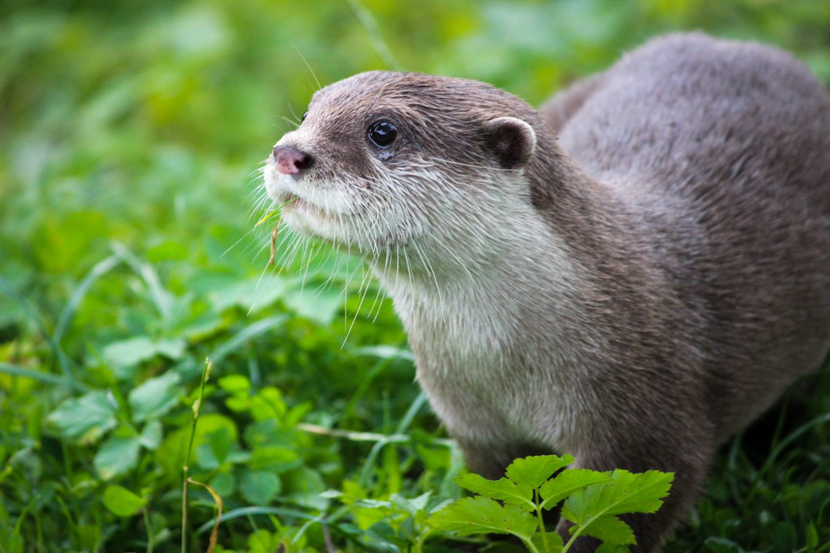 rzss's tweet photo. 💚MEMBER UPDATE💚

Thank you to our magnificent members, your membership helps feed + care for our amazing animals every day.

Due to our current closure, we would like to offer a two month extension to current memberships as a thank you.

Check the thread below for more info 👇 https://t.co/nrEbl0Qvla