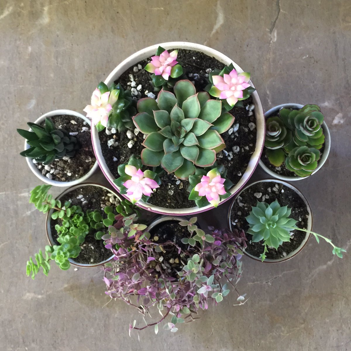 Patrin Watanatada ภัทริน วัธนธาดา tweet media