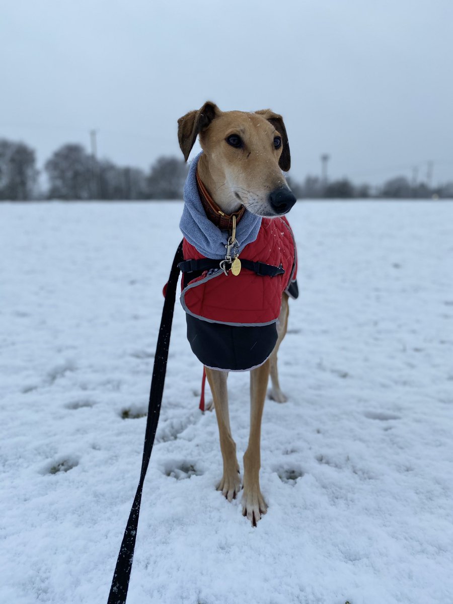 Lots of #snow in #northyorkshire today! Dogs loving it!! #thirsk