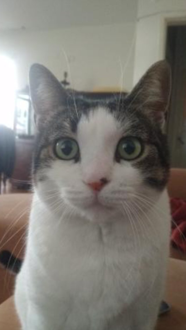 Marta 🐱

#cat #catsofinstagram #cats #catlover #watercolor #painting #watercolorpainting #illustration #illustration #illustrationart #illustrationartists #kedi #suluboya #petportrait #animalportrait #antalya #hayvanseverler #paticizer