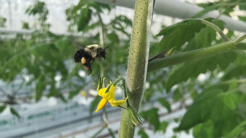WindsetFarms's tweet photo. #HappyFriday! We may be looking forward to the weekend but these hard working #Bees will be working straight through till next week #Pollinating our #TomatoCrops! Thank you Bees! #GreenhouseGrown #WeLoveBees https://t.co/9sTg54m16C