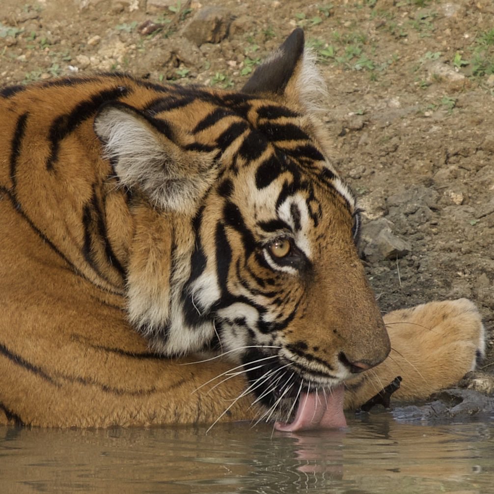 A tiger quenches its thirst 
#tiger #kabini #wild #bigcats #instawildlife #indianwildlifeofficial #wildlifephotography #sonya7iii #sonyphotography #bigcatsofinstagram #karnatakaforestdepartment #wildlife #karnatakaworld #karnataka #kabiniforest #ntc_natwild #sanctuaryasia