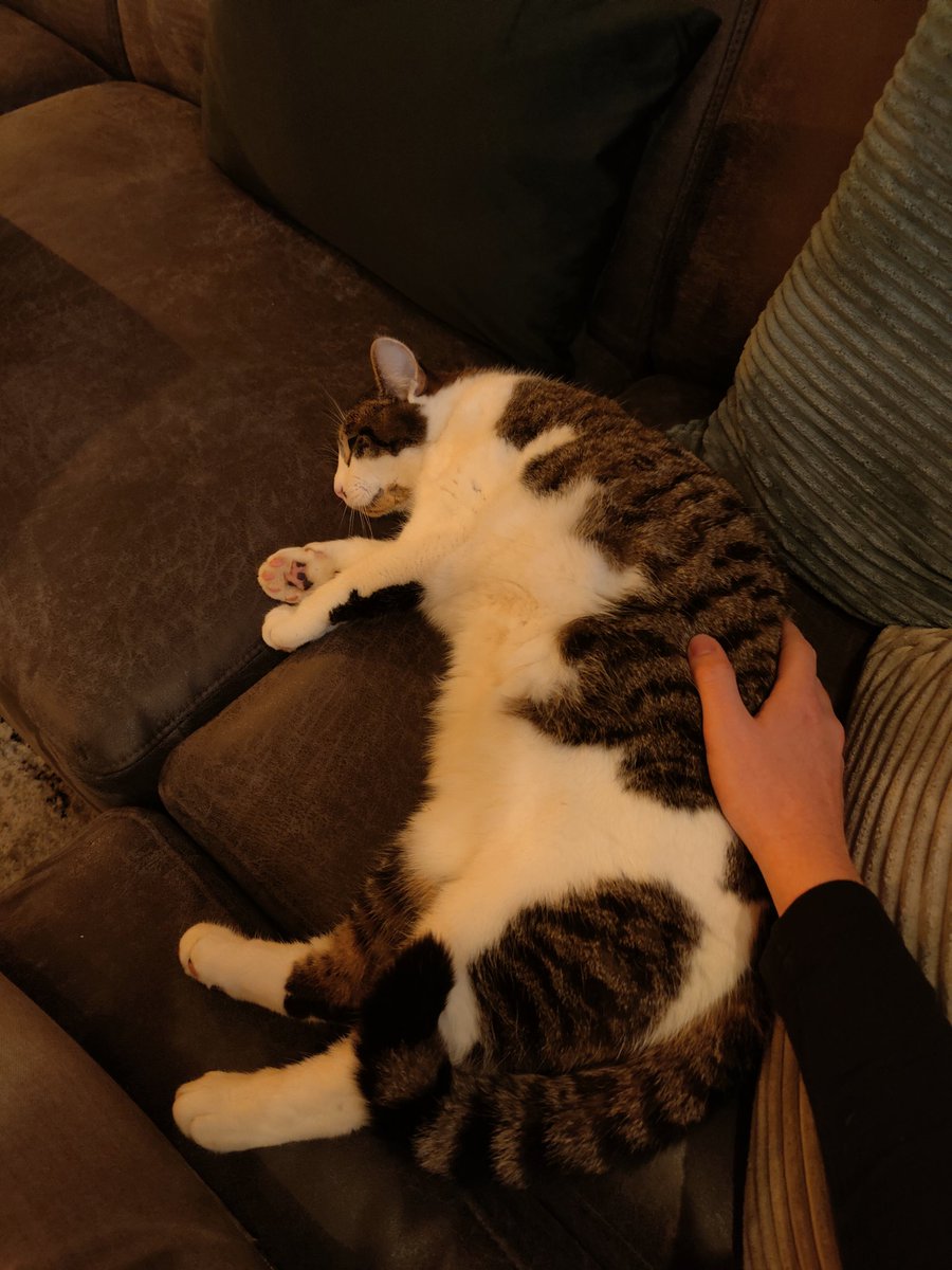 DespicableCatos's tweet photo. Mine Buttockks, kkepe Becomig BiGGER amd BiGGER. Im am LORGE. https://t.co/mZ0SwHQsHo