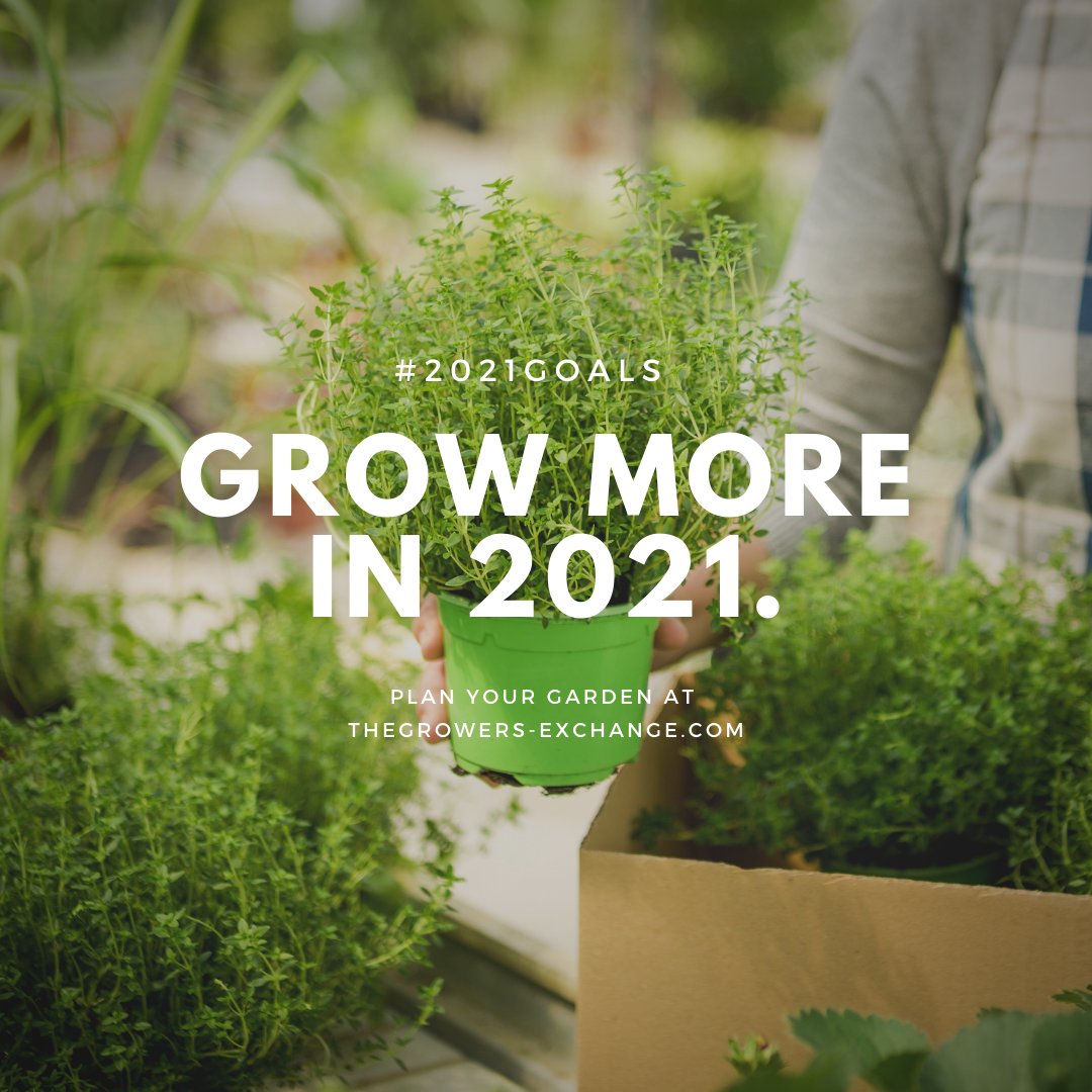 GrowHere's tweet photo. Share With Us Your 2021 Goals! 🎯
#happynewyear

#2021goals #herbgarden #plantherbs #herbs https://t.co/GJLXMcnqGy