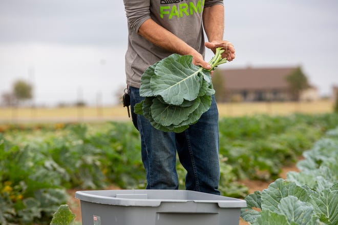austin360's tweet photo. “I never thought I could work a whole day without alcohol, but now I’m the first one out there and the last to come back in.” 

Men with addictions have found community, self-worth at this Elgin recovery farm https://t.co/1J06Pxptbe https://t.co/yCwaA0u8J5