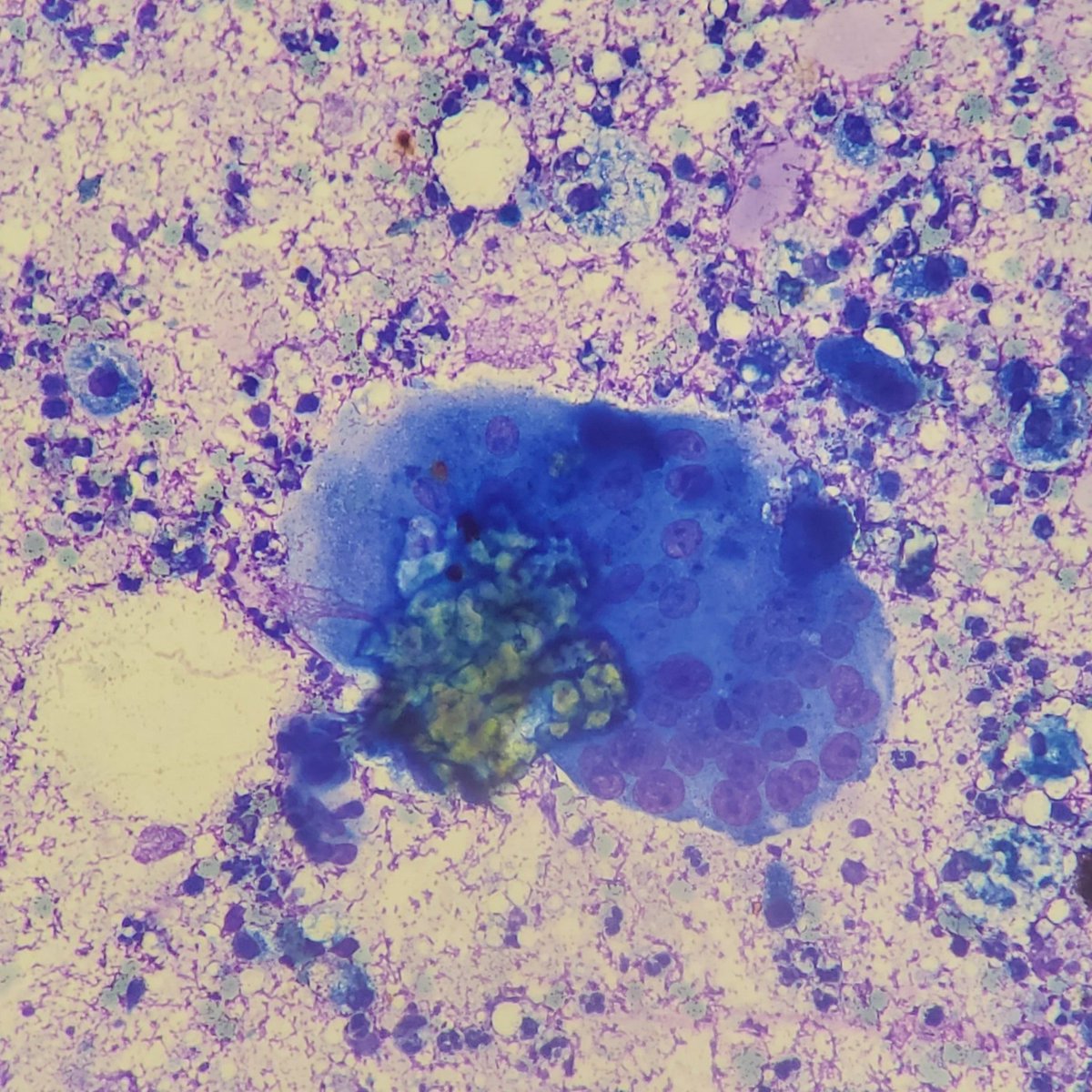 CytotechSteph tweet picture