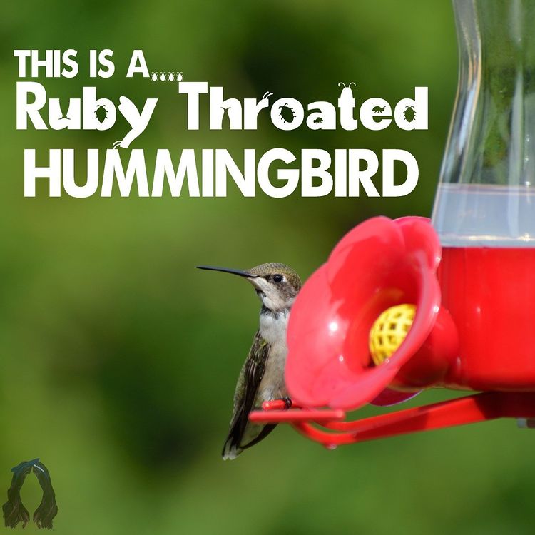 Aranya Iyer <a href="/aranya6776/">Aranya Iyer (she/her)</a> studies how birds use magnetic cues to navigate, but does not test if putting a magnet in your yard will attract that rare bird you are chasing. She is also interested in #SciComm and how to make academia accessible. IG: <a href="/nerdmeetsbird/">nerdmeetsbird</a>. #FeatureFriday