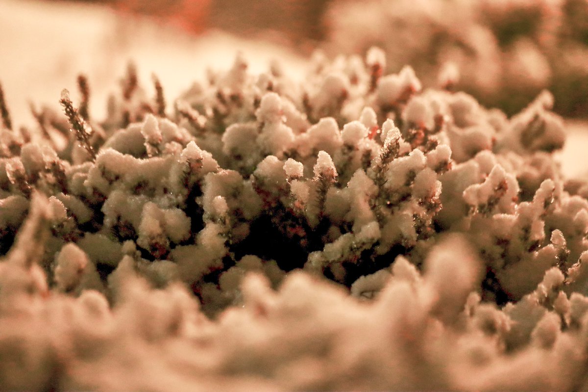 CaseyBroda's tweet photo. Can anything in the heath and heather family just all be called heather? I’ve never understood that.
Anyway, this is a winter heath.
#winterflower
#flower
#flowerfriday
#macroflower
#snow
#heath
#heather
#winterheath
#pnw
#pnwflowers
#canon
#canonphotography https://t.co/uAEuIalbYt