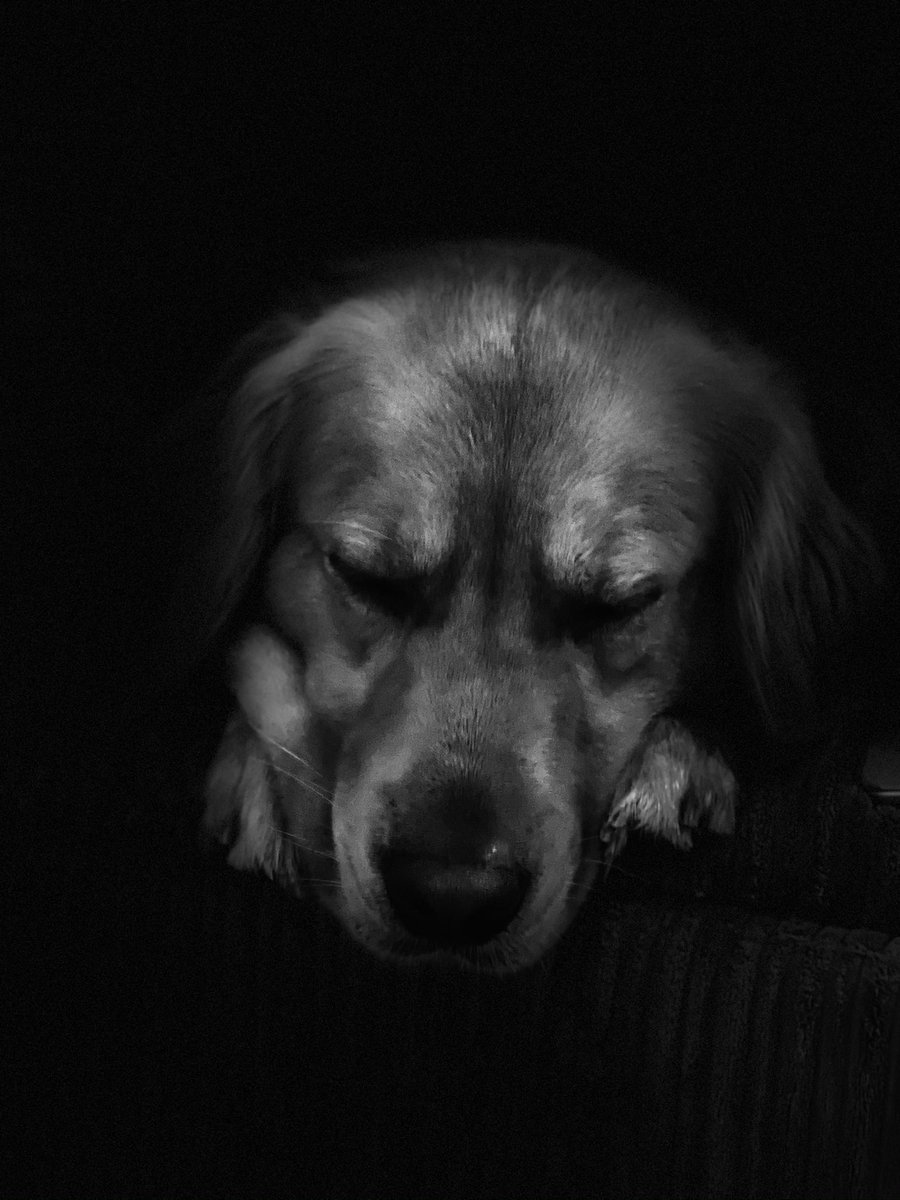DanTheAppMan's tweet photo. @noisymonkey @Merlincreates is certainly interested. 

Key skills:
- LOVES to hump... anything and everything
- Climbs into lap during zoom calls
- Champs his displeasure in a charming way
- And humping
(He asked me to top and tail the list with humping, so he's also quite meta) https://t.co/gv7oUmLZa2