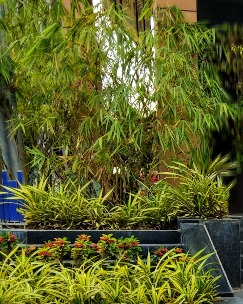 TheRohitJagtap's tweet photo. WINTER NATURE
/ Winter cold at afternoon
The street plants & Trees
Shiny look at the attractive spots in the street, hight Way tree leafs.
(Created with snapseed)
#PuneCamera #500px #natgeoyourshot #SPiCollective #viewbug #FeelAlive #Goodshotz #EarthCapture #KnowFurther https://t.co/blQKOy2tns