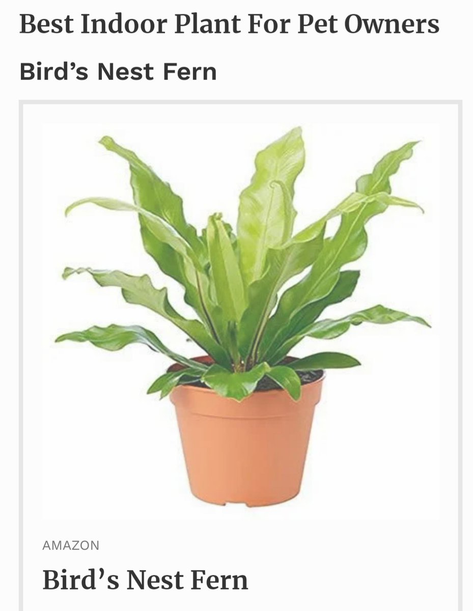 Safe Plant for pets.