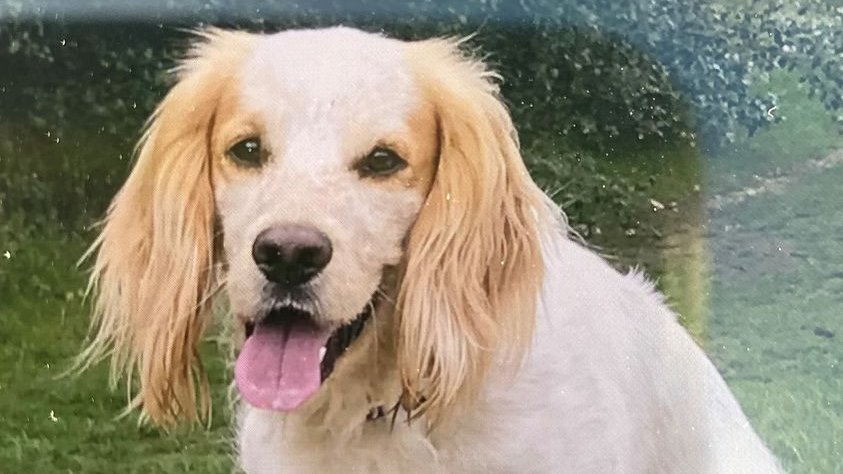 MPSMerton's tweet photo. #SHARE | Stolen Dog
We recently circulated the tragic story of a stolen dog from distraught owner (15/12/20) whilst walking on Cannon Hill Lane
(Details here - https://t.co/7KzH44IxEE)
We are again asking for the publics help to track down Ted
(1/2) https://t.co/JqJvF8JYLY