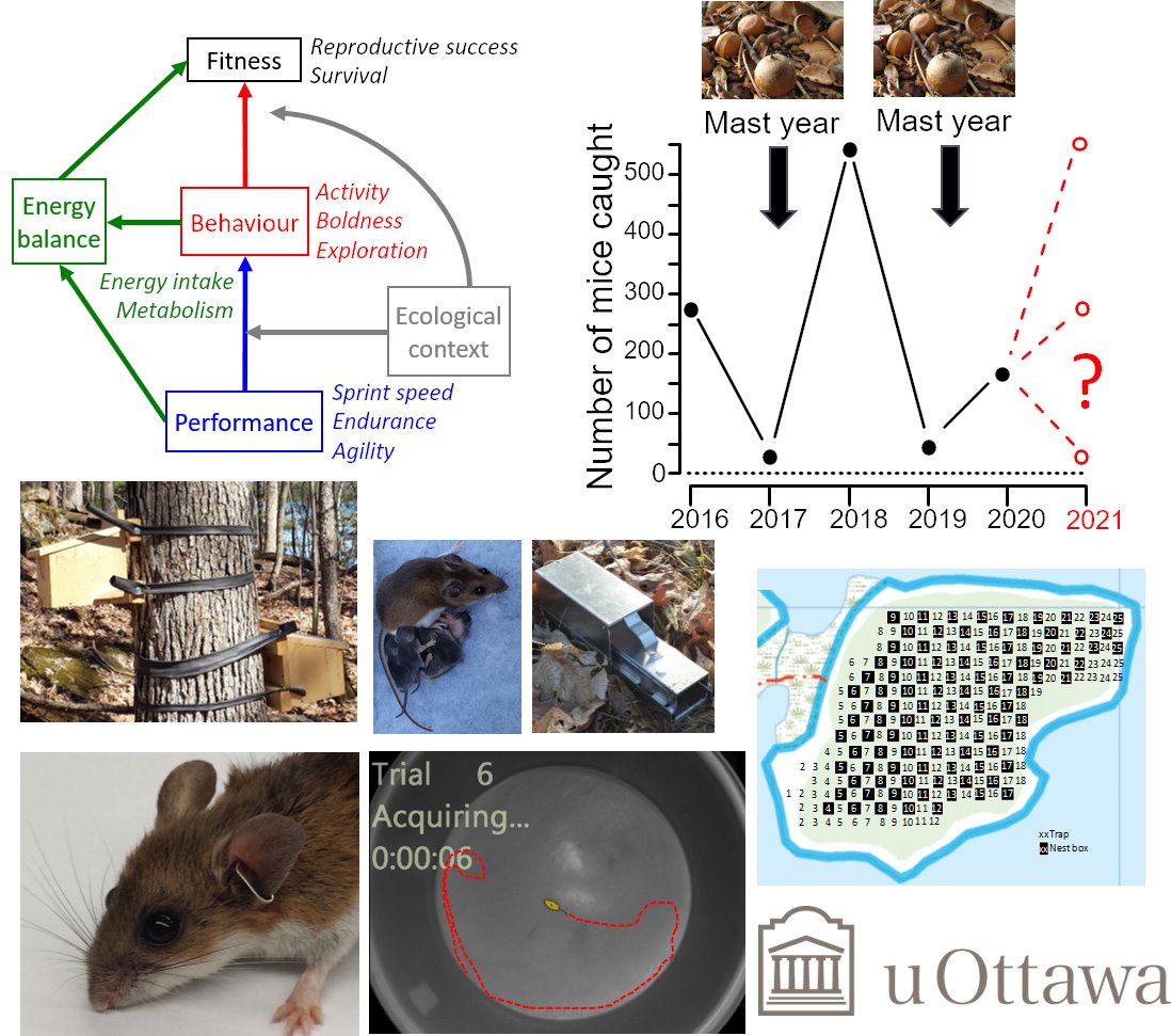 I am recruiting PhD and MSc students to work at the interface between behavioural ecology, comparative physiology, and evolutionary biology at uOttawa. Please RT! For more details, see the “Opportunities” section on this page: vincentcareau.weebly.com/join-the-lab.h…
