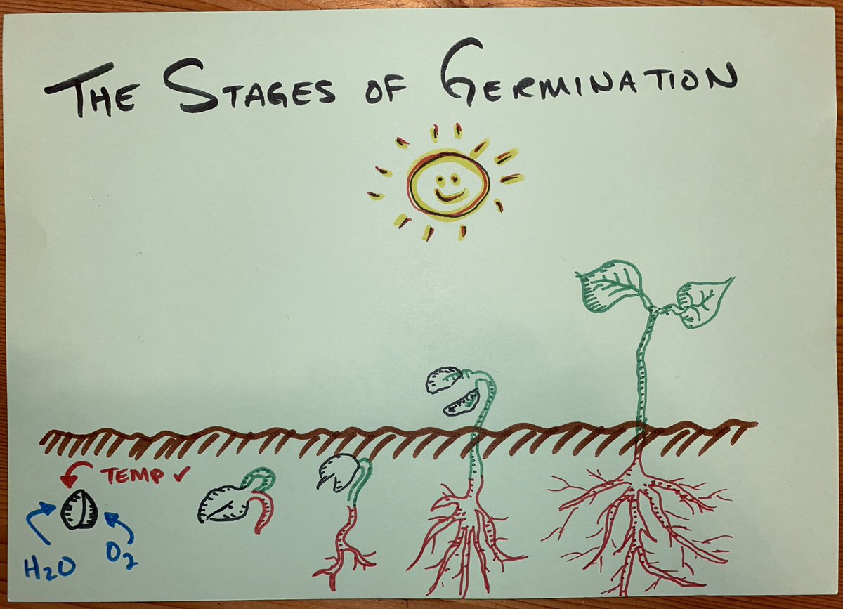 Arts and crafts time with my daughter teaching her the important things in life... 🌱 #germination #biologyislife