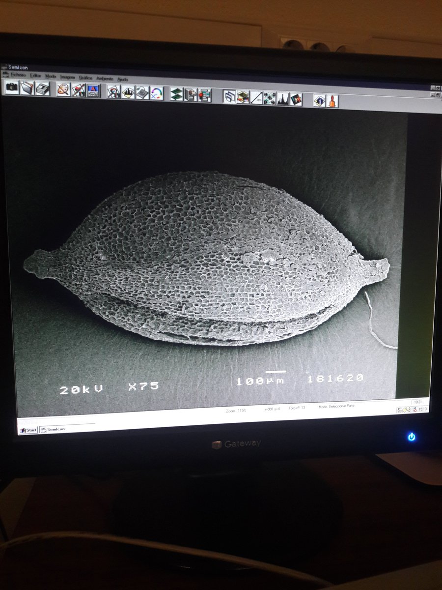 CGoisMarques's tweet photo. #FossilFriday #SEM #Carex sp. achene #fossil from the early #Pleistocene from #Madeira Island back in 2018. #Palaeobotany #unpublisheddata #Futurepaper #PhD https://t.co/UiXhFEUc4r