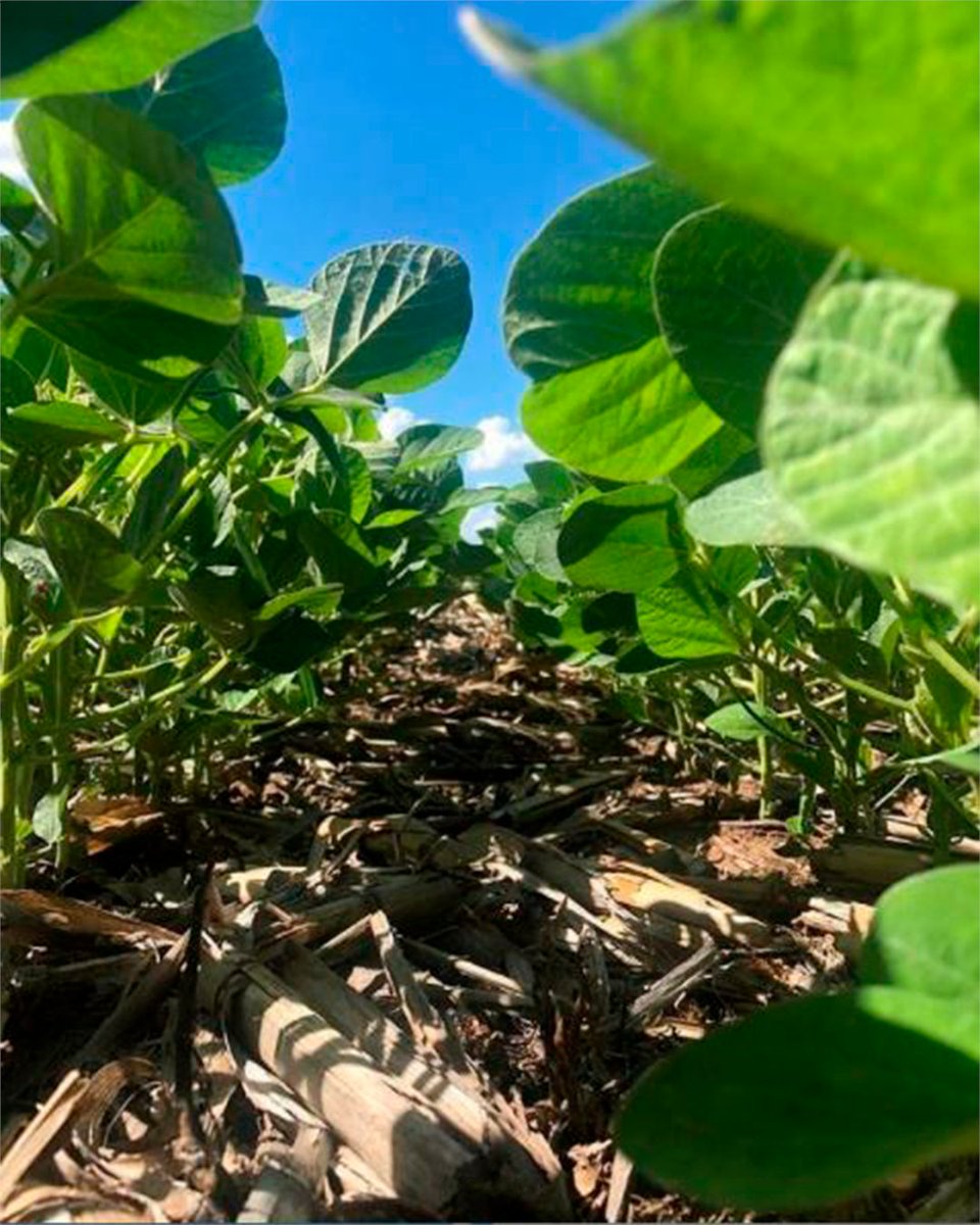 SemilleroSDL's tweet photo. 🌱Variedad: 𝐃𝐌𝟒𝟗𝐄𝟐𝟏
⏳FS: 24/11/2020
📍Demo de #SojaEnlist en Mattaldi, Córdoba.
"Variedades en trámite de inscripción ante INASE. Venta sujeta a inscripción"
#soja #mattaldi #surdecordoba #derecorrida https://t.co/aBpzCVZk5r