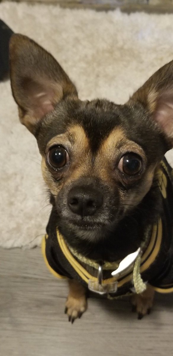 as_leroy's tweet photo. Daddy got his denture glue mixed up with the Preparation H. His damn teeth wont stay in but boy, he sure can whistle! #chihuahua #chihuahuas #dog #dogs #doglovers #doglife #dogsoftwitter #smiles #doggy #dogfriendly #DogLover #dogsontwitter #stonedhound #dogsofinstagram https://t.co/7jtocuS4zD