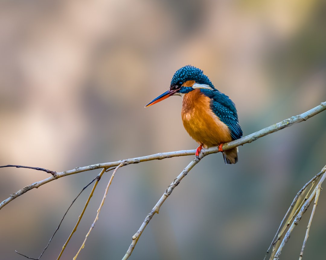 scotsnaps's tweet photo. A couple of shots of a female kingfisher from the botanics today. 
#edinburghbotanicgardens #kingfisher @birdinglothian https://t.co/THQJ49R2fV