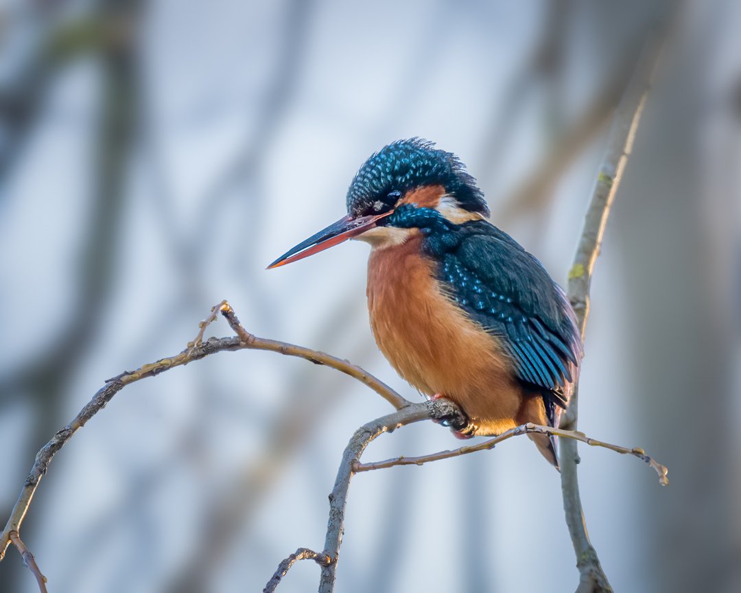 scotsnaps's tweet photo. A couple of shots of a female kingfisher from the botanics today. 
#edinburghbotanicgardens #kingfisher @birdinglothian https://t.co/THQJ49R2fV