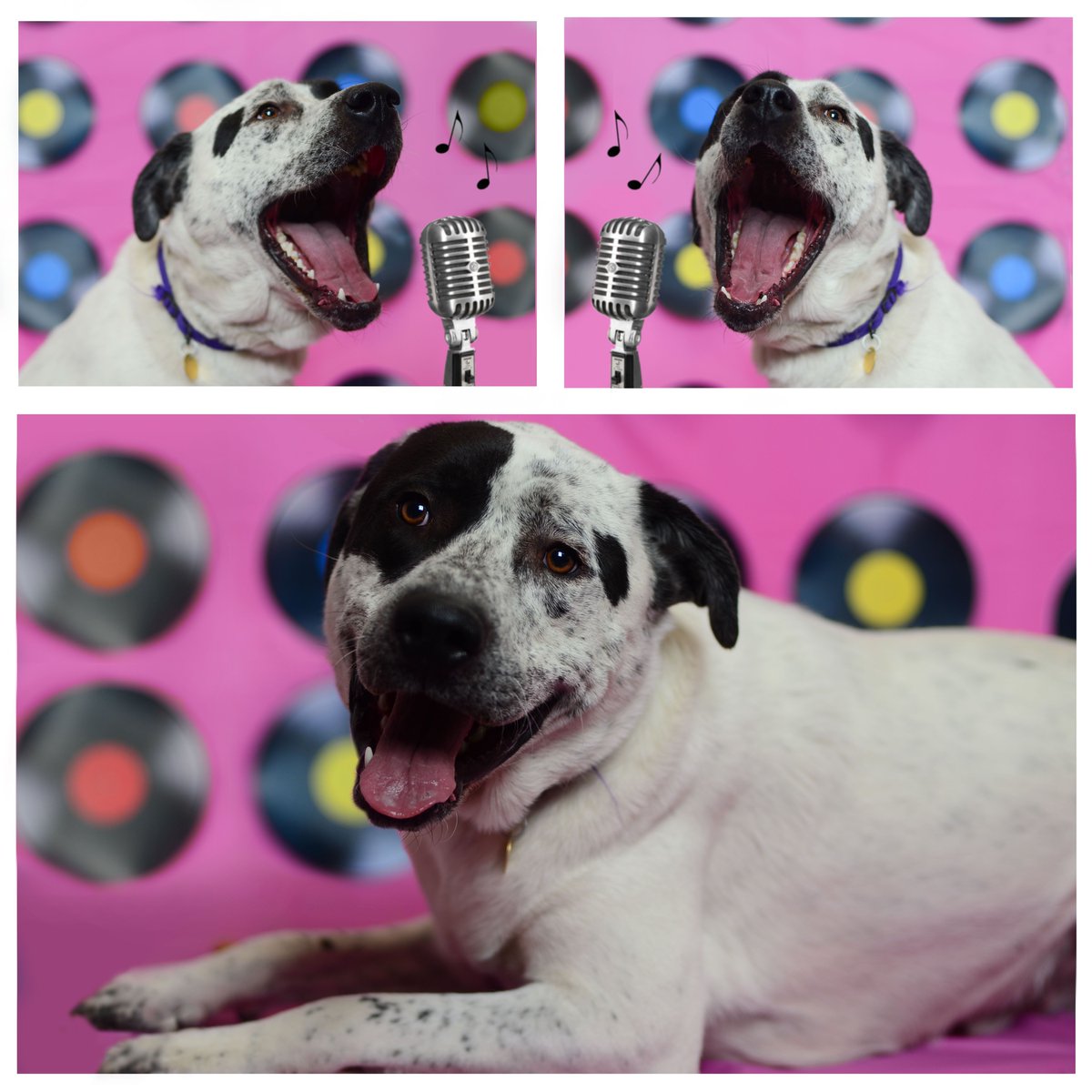 humanecolorado's tweet photo. “Sweet boy who knows how to sit for treats and take them gently. He is strong and vocal around other dogs.” 
 Learn more about by Iroh visiting https://t.co/xXHJilz5Ry
#ElvisPresley #stafffavoritefriday #denverpets https://t.co/LHmDaXdxxN