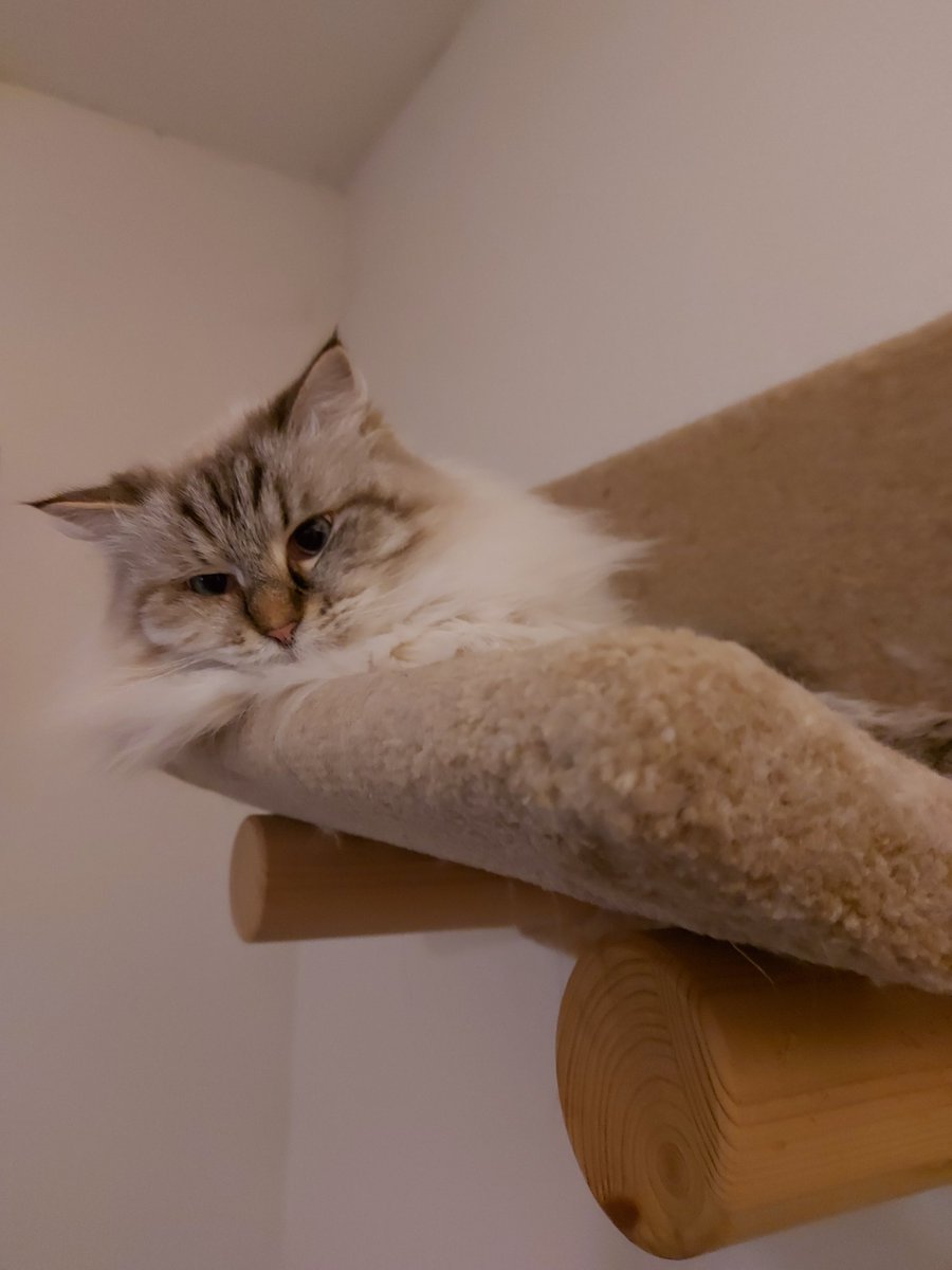 thehairycats's tweet image. So after a busy week, it's Netflix night.😺 I'm watching from up here. #Casper #MightFallAsleep