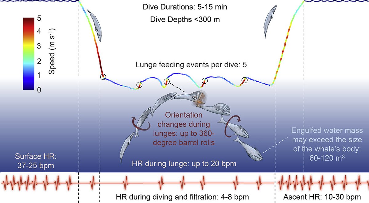 Nice visualization of how a blue whale lunge feeds, and the enormous amount of water engulfed; heart beat plummets to 4-8 beats per minute during the dive despite huge energy requirements

By @GoldbogenLab &amp; Madsen
sciencedirect.com/science/articl…