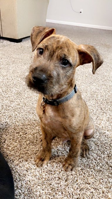My son son selling all good coming from the groomer He loves to pose 💙 https://t.co/2SeTejO01j<a href="/tag/betas"class="tags"><span>#betas</span></a>