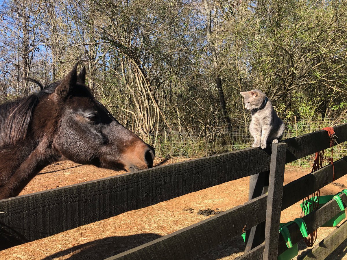 EagleRanchGa's tweet photo. Caption this Photo… What are Cooper, the horse, and Parsnip, one of our new barn cats, saying to each other? https://t.co/FGPm7l2huD