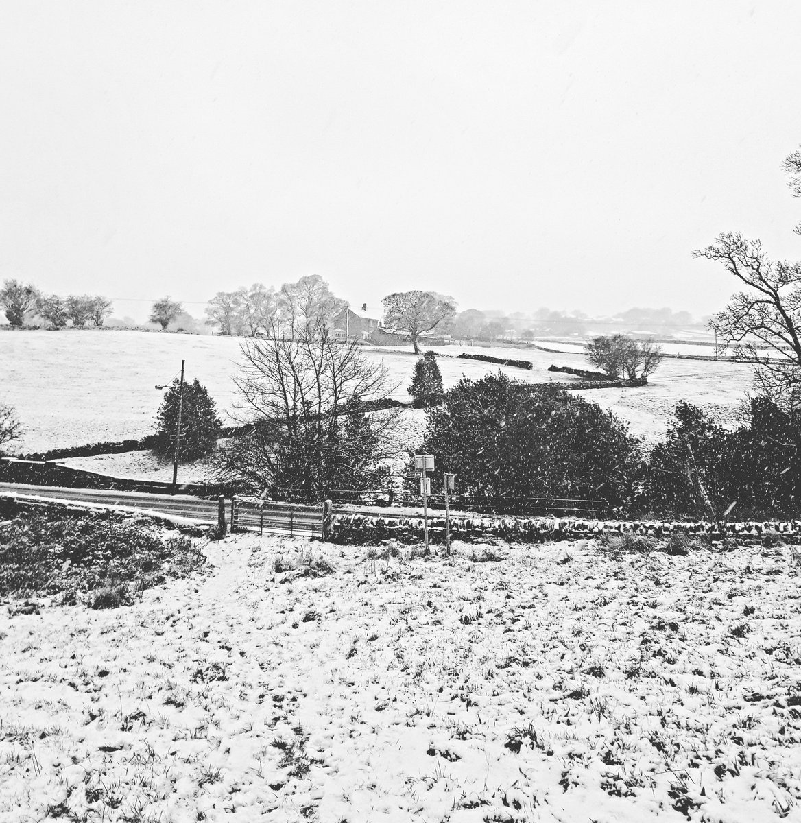 GemmaGarner15's tweet photo. Lovely snowy walk to the horses to let them have a play in the ❄ https://t.co/eKaXIXxNEy