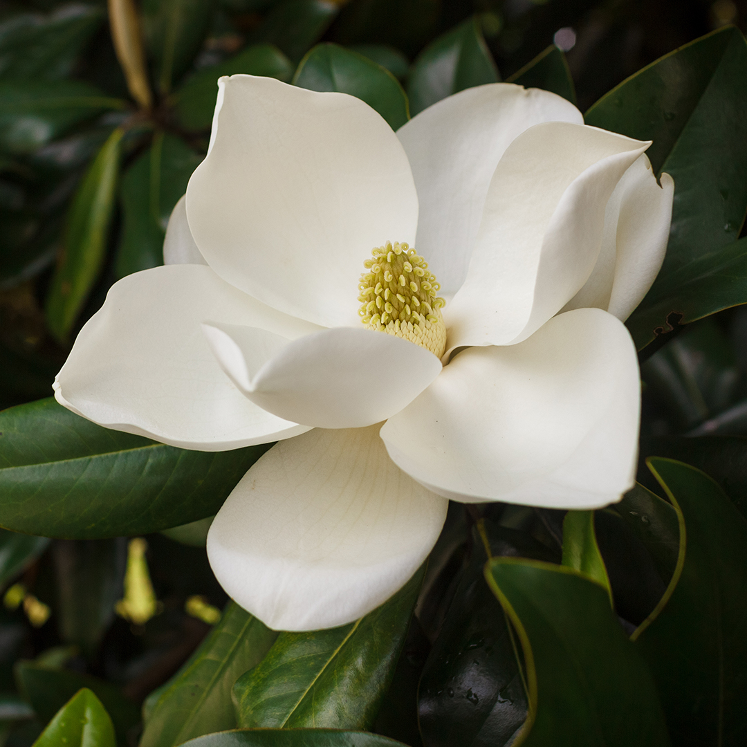 LaurelRock's tweet photo. #MagnoliaGrandiflora, #SouthernMagnolia a very popular &amp; attractive flowering tree. Scent is citruslike or lemony, producing large cream-colored flowers in May and June for #summer! #FlowerPower #flowerphotography @BHG @GardenDesignMag https://t.co/nanRvLnwr2