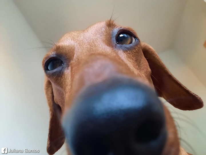 salsichinhas's tweet photo. Cachorro dela aqui parça https://t.co/2jPy52FS3i