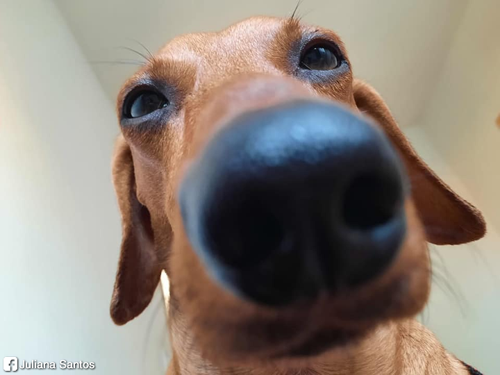 salsichinhas's tweet photo. Cachorro dela aqui parça https://t.co/2jPy52FS3i