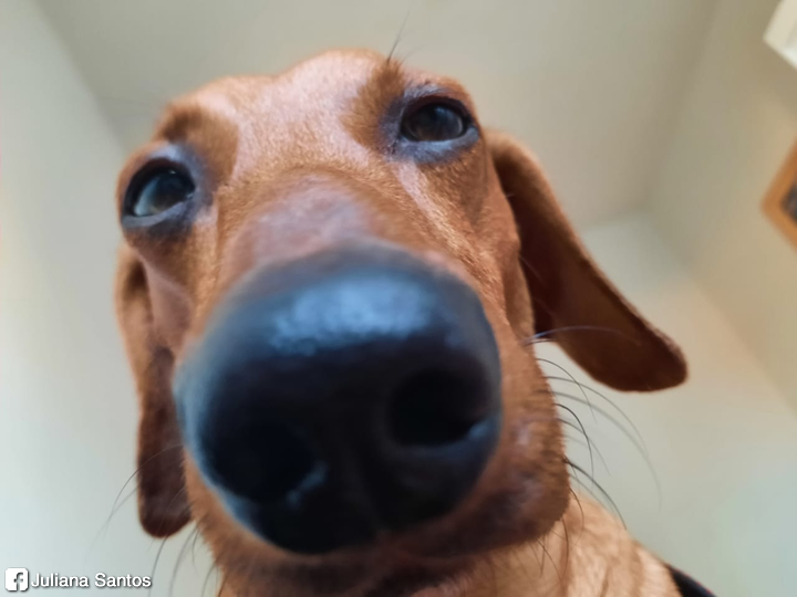 salsichinhas's tweet photo. Cachorro dela aqui parça https://t.co/2jPy52FS3i