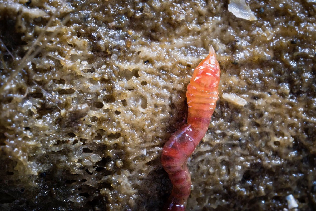 And the worms! All shapes, sizes, and colours of worm wriggle out from under and between the collection of bones./14