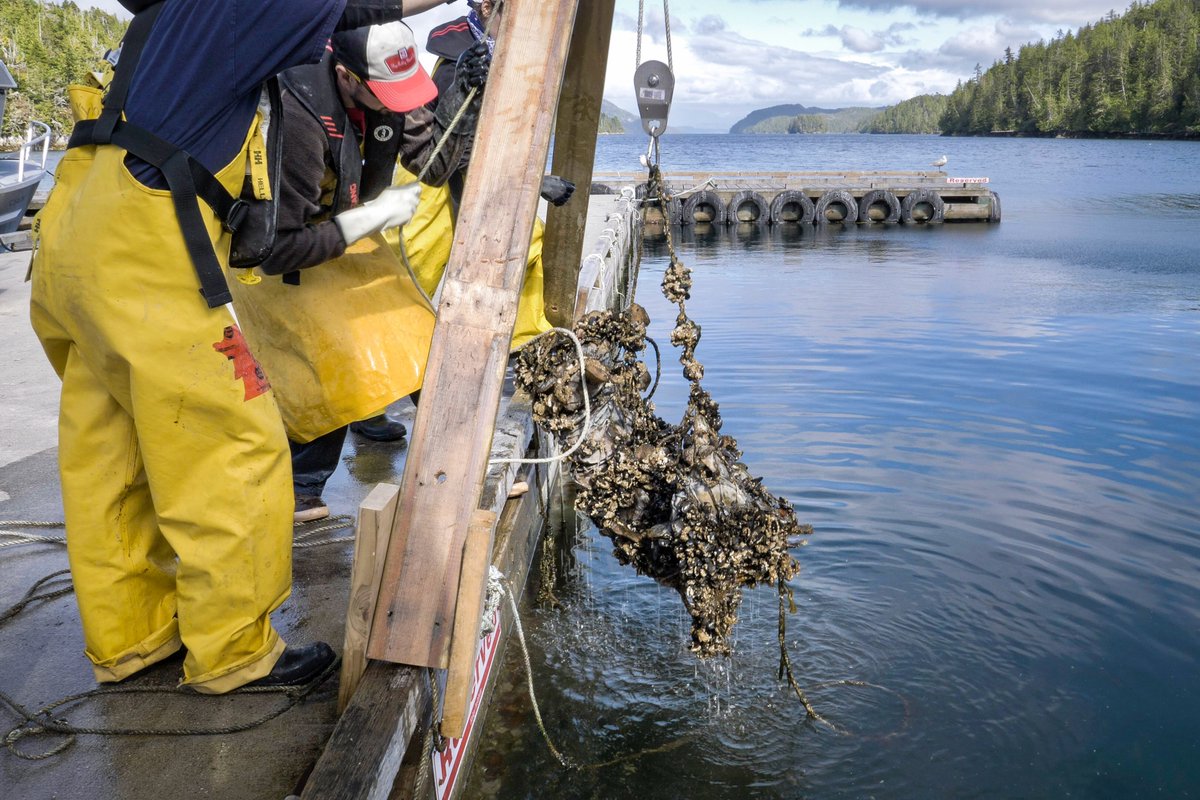 When skeleton articulator Mike de Roos and crew members Katie Ford and Claire Schiller hauled the bones to the surface months later, they found an amazing array of marine critters had made the whale bones their (temporary) home.Here's what they found .../2