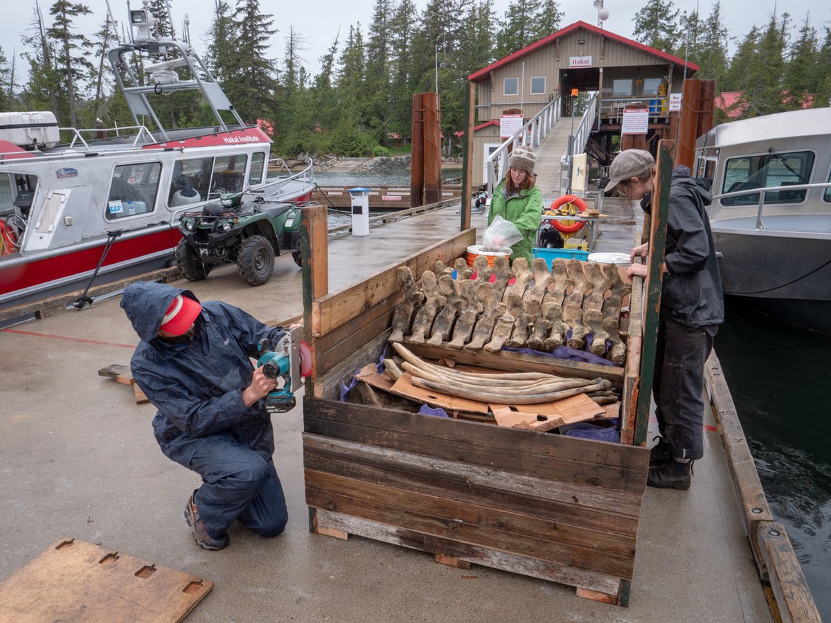 After a whole lot of additional elbow grease from the crew, the bones were packaged up and barged south to Salt Spring Island for the next stage in their long cleaning saga—a full degreasing. We're filming that too, so stay tuned!/16 Fin.