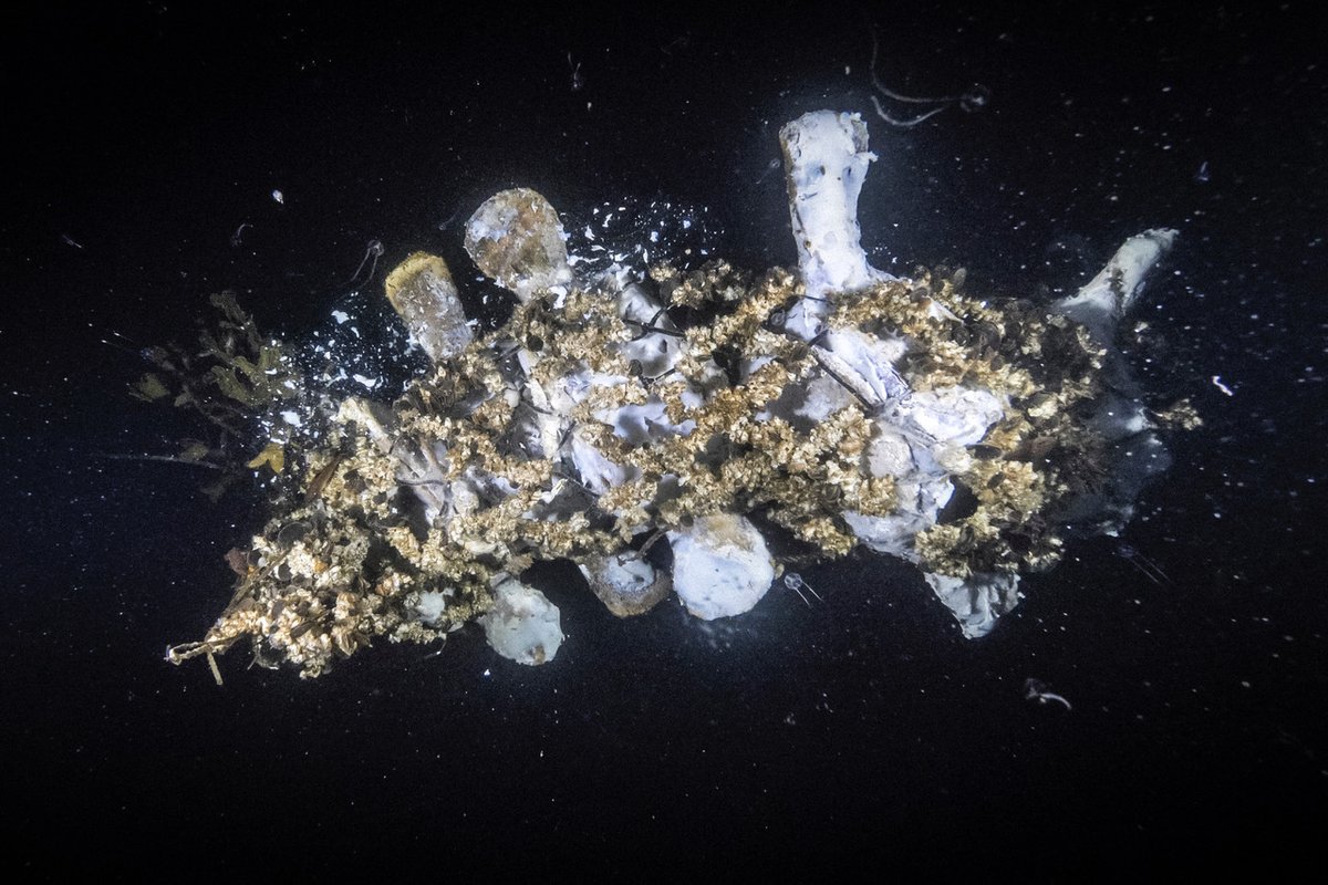 Cleaning whale bones is messy business. We hung a skeleton off our dock to let scavengers and decomposers remove as much of the remaining flesh as possible from a humpback that washed ashore in May 2019Unfortunately, squatters moved in with the cleaning crew...A thread./1