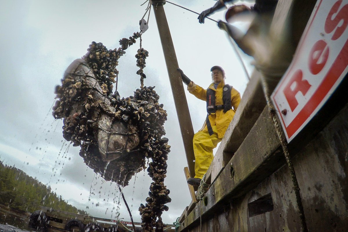 When skeleton articulator Mike de Roos and crew members Katie Ford and Claire Schiller hauled the bones to the surface months later, they found an amazing array of marine critters had made the whale bones their (temporary) home.Here's what they found .../2