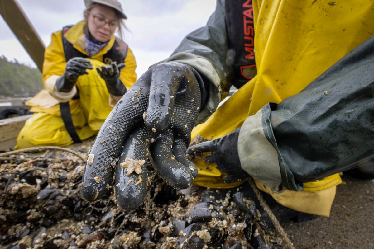 Thanks to some impressive attention to detail by the crew, this tiny sea star is plucked from the smorgasbord of mussels and barnacles. /7