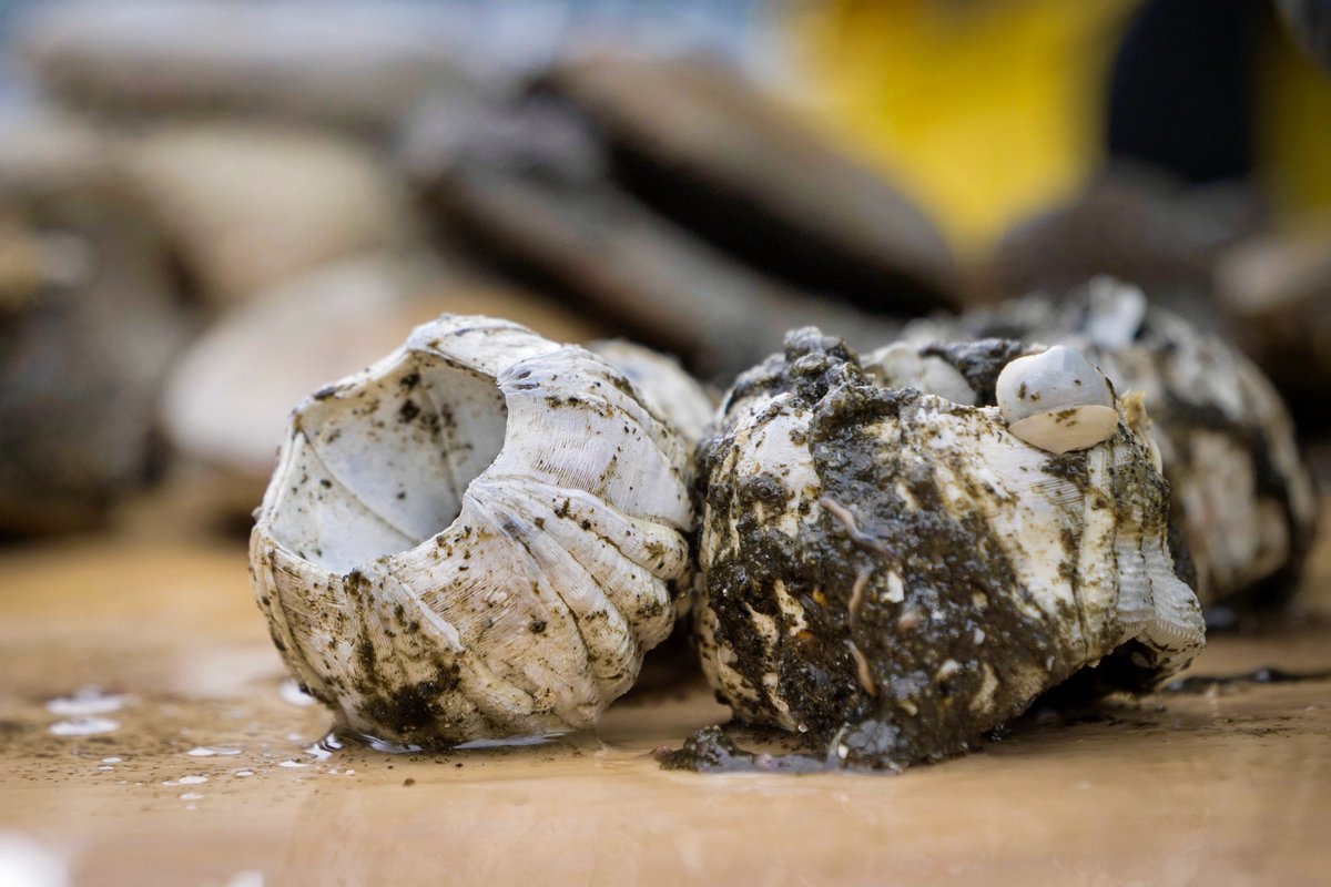 A thick layer of mussels, countless barnacles, and strings of seaweed cover both the bones and surrounding net. But that’s just the beginning./3