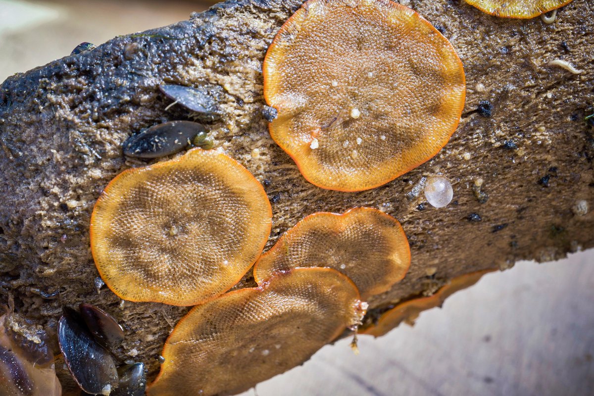 Whale bones are prime real estate for encrusting bryozoans.Many of these “moss animals” take up residence on hard surfaces—their colonies aren’t picky about settling on rock, dock, or bone./4