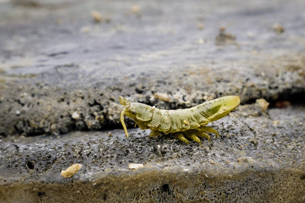 An isopod strikes a deer-in-the-headlights pose on the dock after falling off a piece of bone. Don’t worry. Moving again isn’t an issue for this crustacean—its swimming skills mean it won’t take long to find a new dwelling upon its return to the sea./5