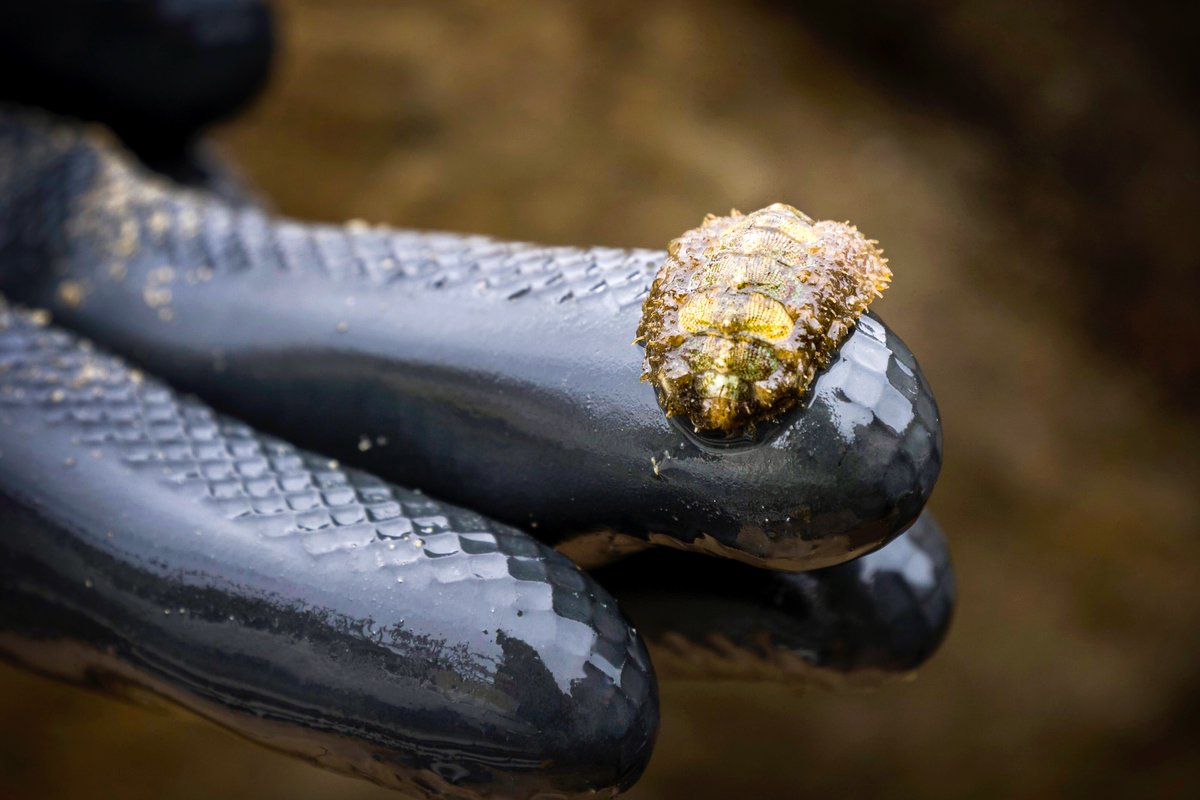 The aptly named mossy chiton is pickier about transport, as it’s more of a crawler than a swimmer./6