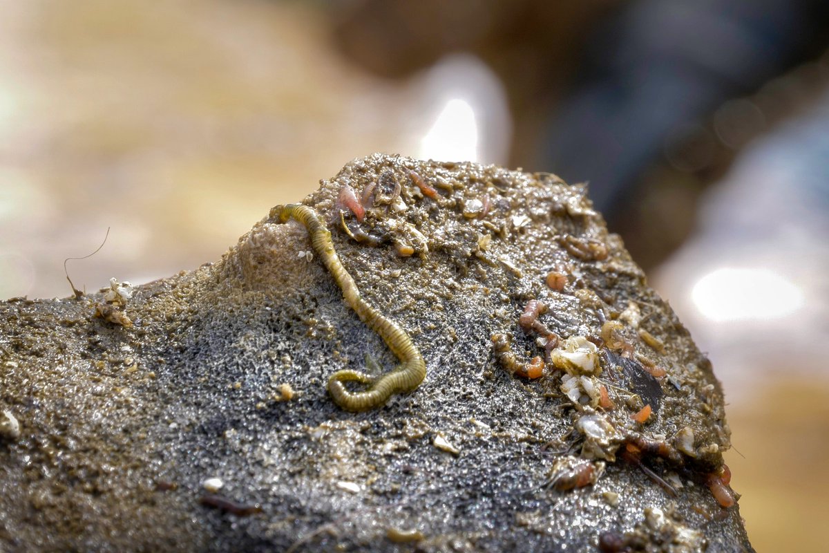 And the worms! All shapes, sizes, and colours of worm wriggle out from under and between the collection of bones./14